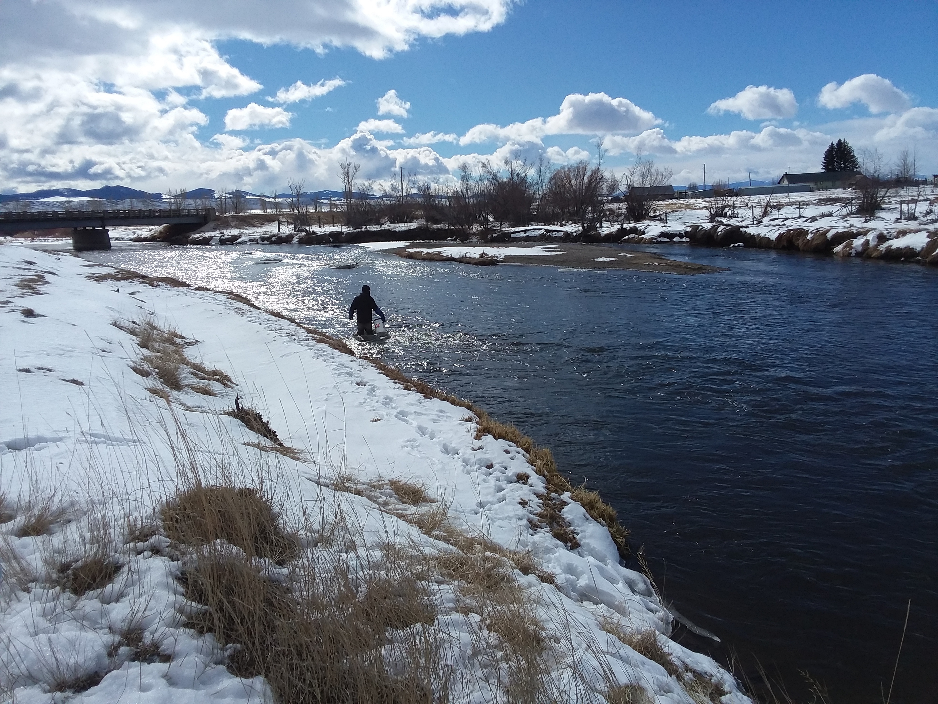 Collaborator Rafael Feijo de Lima (University of Montana) collecting samples from the Upper Clark Fork River (February 2021). Rocks were selected from the river bed and scraped for sediment and biomass collection.