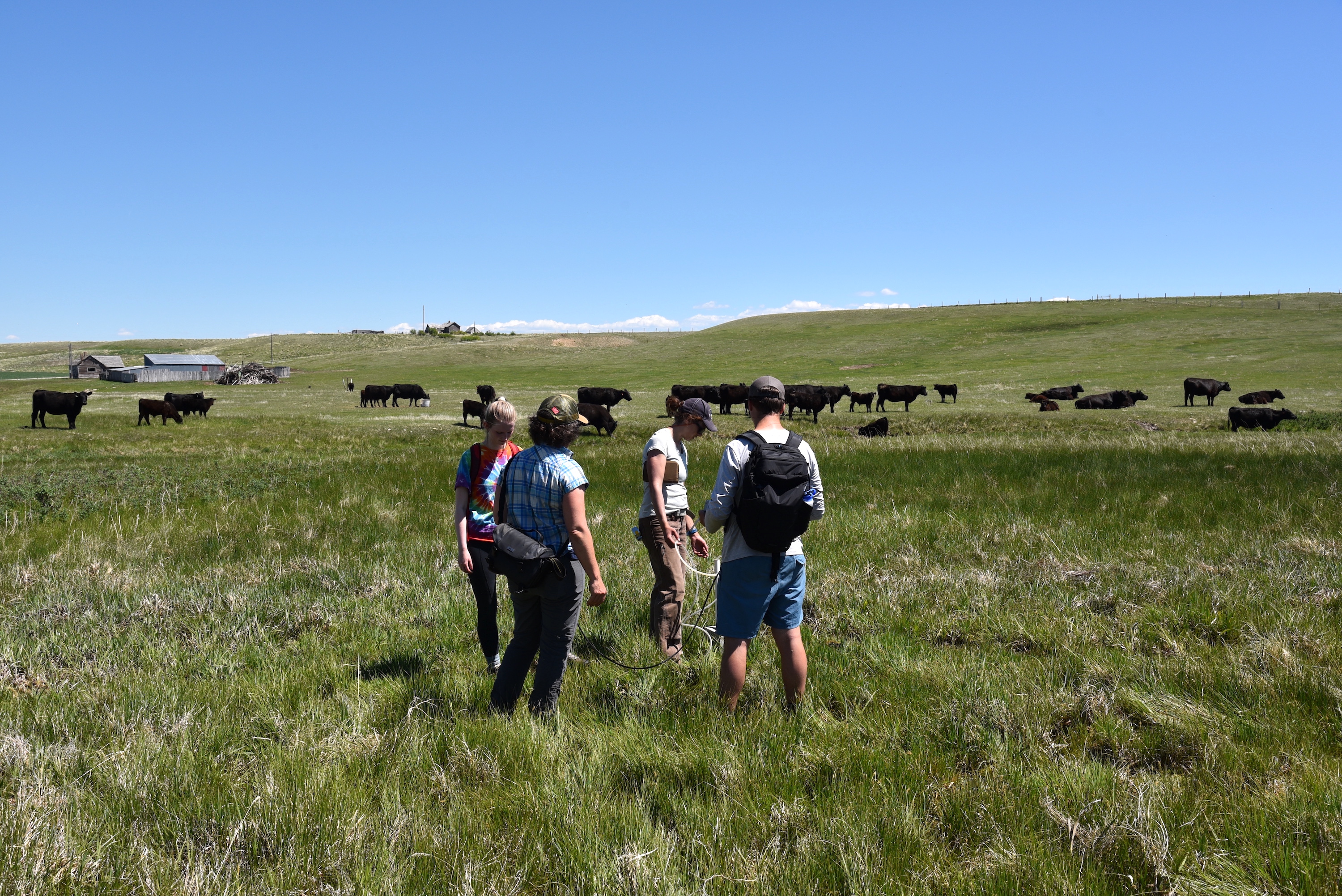 The team tests a newly installed groundwater well while cows look on