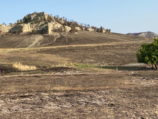 The research site after the Richard Spring fire