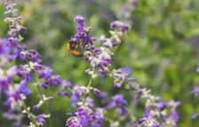 Bee on a Flower