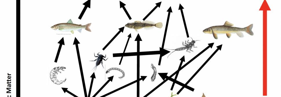 Graphic of a food web from the presentation