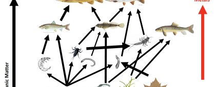 Graphic of a food web from the presentation