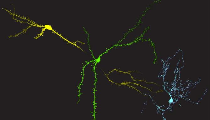 Source nsf.gov: Credit: Marina Maksimova and Julian Meeks, Department of Neuroscience, UT Southwestern Medical Center
