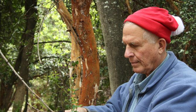 Gary Strobel found diesel-producing fungus in this Patagonia rainforest. (Photo courtesy of Gary Strobel) - MSU News Service