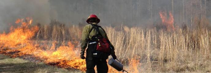 UM photo: Prescribed Fire