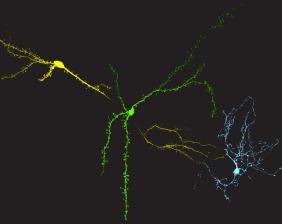 Source nsf.gov: Credit: Marina Maksimova and Julian Meeks, Department of Neuroscience, UT Southwestern Medical Center