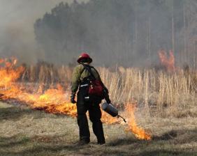 UM photo: Prescribed Fire