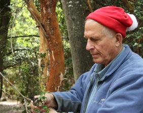 Gary Strobel found diesel-producing fungus in this Patagonia rainforest. (Photo courtesy of Gary Strobel) - MSU News Service