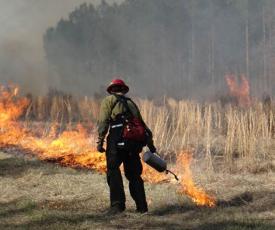 UM photo: Prescribed Fire