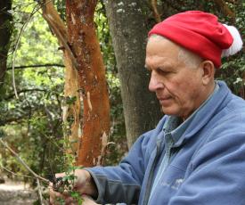 Gary Strobel found diesel-producing fungus in this Patagonia rainforest. (Photo courtesy of Gary Strobel) - MSU News Service
